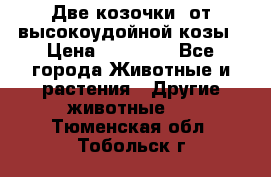 Две козочки  от высокоудойной козы › Цена ­ 20 000 - Все города Животные и растения » Другие животные   . Тюменская обл.,Тобольск г.